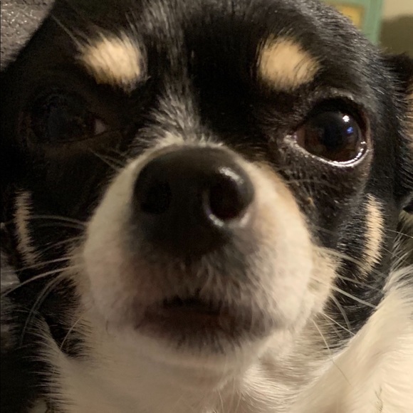 Nicole 🎉💕 POSH AMBASSADOR 💕🎉 - Picture 6 of 8